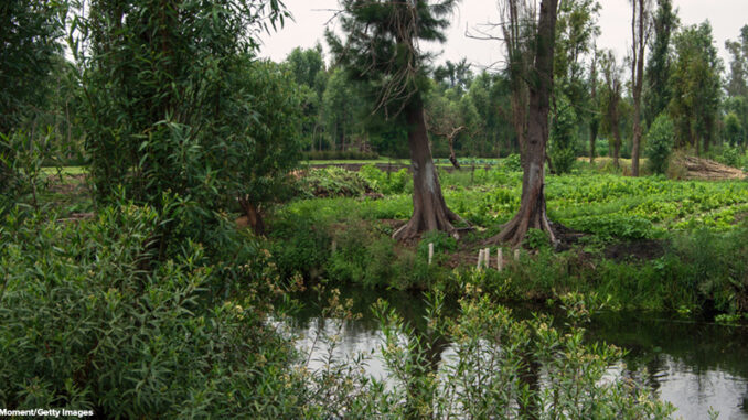 Canal and chinampa farm plot, Xochimilco, Mexico City, Mexico