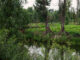 Canal and chinampa farm plot, Xochimilco, Mexico City, Mexico