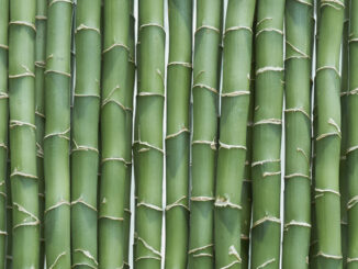 Green bamboo sticks lined up