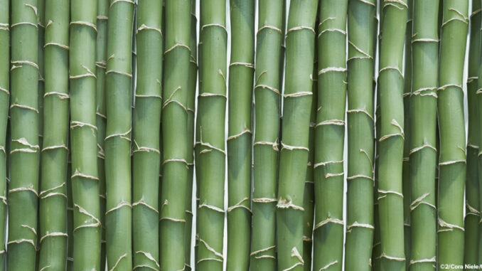Green bamboo sticks lined up