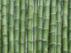 Green bamboo sticks lined up